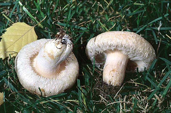 Lactarius pubescens var betulae